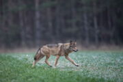 Foto: Wolf, Canis lupus; Heiko Anders