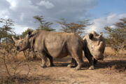 Najin und Fatu, die letzten Individuen ihrer Art, im Ol Pejeta Conservancy in Kenia. Foto: Jan Stejskal