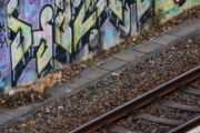 Stadtfuchs auf Berliner Bahnanlage (Foto: Jon Andoni Juarez Garcia)