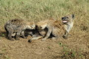 Tüpfelhyänenweibchen mit Zwillingsgeschwistern: Konkurrenzkampf um Muttermilch im Serengeti National Park (Tanzania). Foto: S. Benhaiem/IZW.