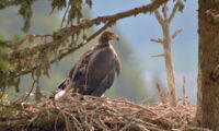 Golden eagle with a GPS transmitter in South Tyrol (photo by Klaus Bliem)