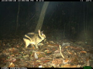 Gestreift und doch fast unsichtbar: Das seltene Annamitische Streifenkaninchen (Foto: Leibniz-IZW / WWF-Vietnam CarBi Project / Hue Saola Nature Reserve)