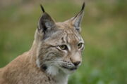 Luchs / Autor: Ralph Frank, WWF