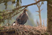 Steinadler mit einem GPS-Sensor in Südtirol (Foto: Klaus Bliem)