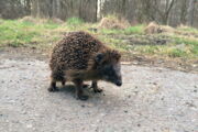 Igel in Berlin (Foto: Juliane Seet)