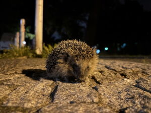 Braunbrustigel - Erinaceus europaeus (Foto: Anke Schumann/Leibniz-IZW)