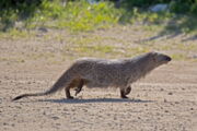Manguste. Photo: Artemy Voikhansky, https://commons.wikimedia.org/w/index.php?curid=55825509