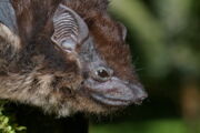 Große Sackflügelfledermaus| Foto: Karin Schneeberger | https://upload.wikimedia.org/wikipedia/commons/7/7e/Sbilineata.jpg