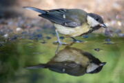 Kohlmeise (Parus major); Copyright: Bernard Castelein