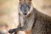 Swamp Wallaby, Foto: Geoff Shaw