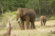 Asiatischer Elefant Autoren:  Priya Davidar & Jean-Philippe Puyravaud