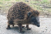 Igel in Berlin. Foto: Juliane Seet