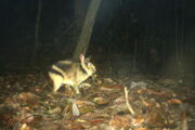 Ein seltenes Annamitisches Streifenkaninchen (Foto: Leibniz-IZW / WWF-Vietnam CarBi Project / Hue Saola Nature Reserve)