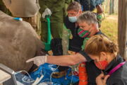 BioRescue-Team bei der Eizellenentnahme. Photo:  Rio / Ol Pejeta