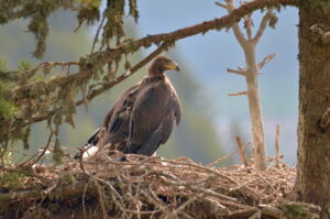 Golden eagle with a GPS transmitter in South Tyrol (photo by Klaus Bliem)