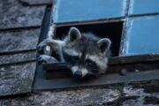 Waschbär (Procyon lotor) in einem Gebäude am Stadtrand Berlins (Foto: Jon A. Juarez)
