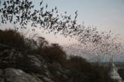 Bats emerging from a cave in Thailand, Author: CC Voigt / Leibniz-IZW