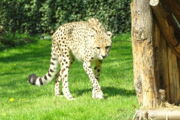 Gepard im Planckendael Zoo (Niederlande). Photo: Ad Meskens (Wikimedia Commons)