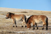 Przewalski Pferd Autor: Kustanay