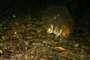 Anamitisches Streifenkaninchen (Foto: WWF CarBi Project / Bach Ma NP)