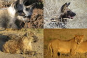 Karnivoren in der Serengeti die mit CDV infiziert sind.  Links oben: Löffelhund. Rechts oben: Afrikanischer Wildhund. Links unten: Tüpfelhyäne. Rechts unten: Afrikanischer Löwe.