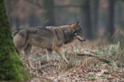 Wolf Canis lupus Autor: Heiko Anders