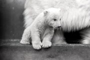 Author: Tierpark Berlin