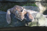 Eurasischer Luchs (Lynx lynx). Foto: Marijke Autenrieth