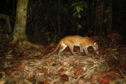 Asiatische Goldkatze|Foto: WWF-Malaysia/Azlan Mohamed/Leibniz-IZW