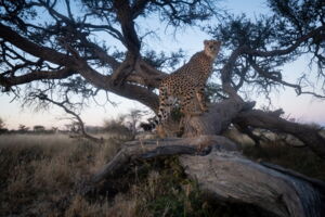 Gepardenännchen, ein Floater, an einem Markierungsbaum in Zentralnamibia (Foto: Jan Zwilling)