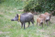 Wildschwein Sus scrofa Autor: Milena Stilfried