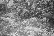 Kamerafallenfotot Saola (Pseudoryx nghetinhensis); WWF Vietnam