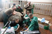 Ovum pick up southern white rhino Author: Leibniz-IZW