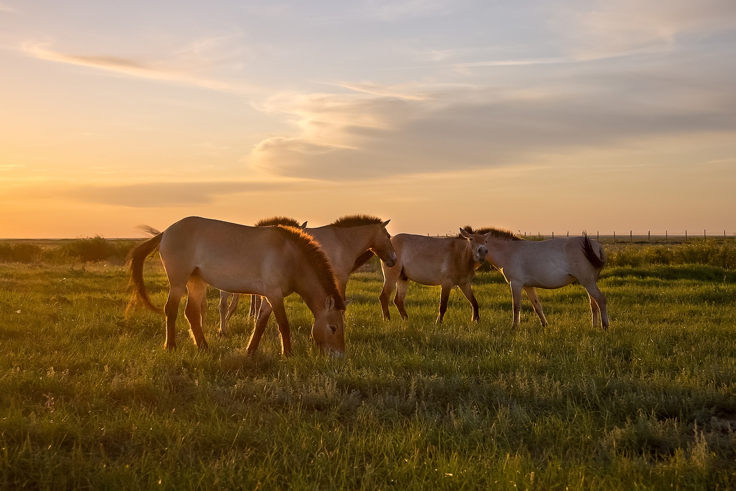 Rewilding an ecosystem: new generation of Przewalski’s horses released ...